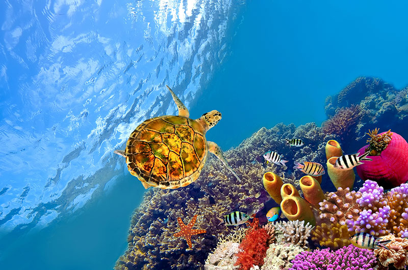 Fotomural Tortuga en arrecife